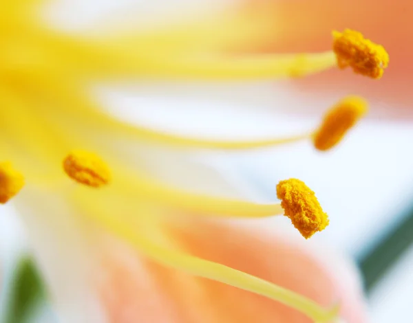 Flor Amarilis — Fotografia de Stock