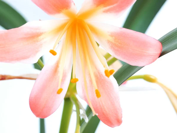 Flor Amarilis — Fotografia de Stock