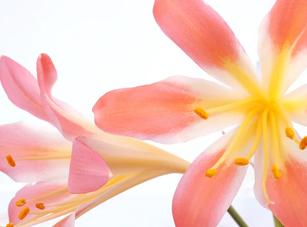 Amarilis de flor — Foto de Stock