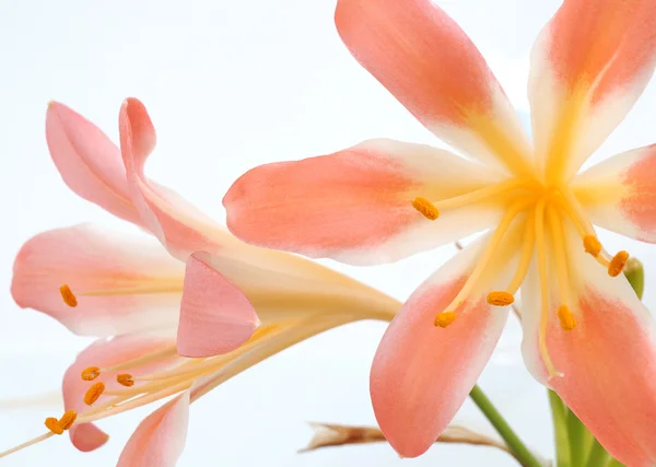 Amarilis de flor — Foto de Stock