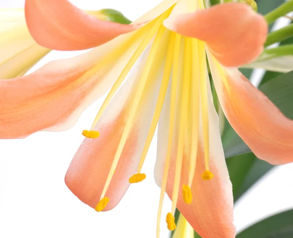 Blomma Amarilis — Stockfoto