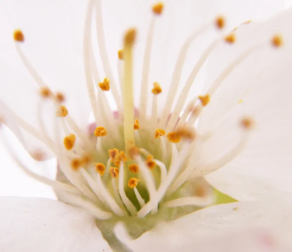 Cherry Blossom — Stock Photo, Image