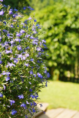 Düğün süslemeleri