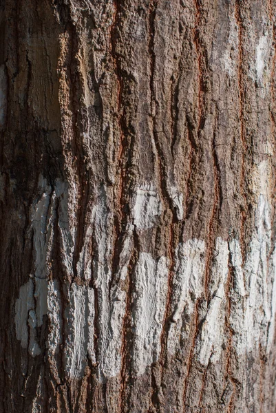 Bark textur bakgrundsmönster. — Stockfoto