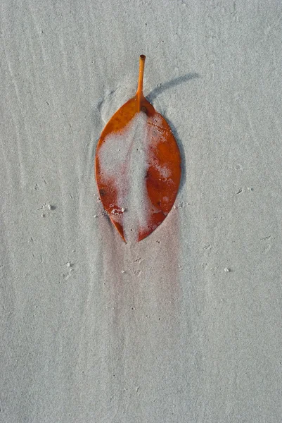 Gevallen gedroogde bladeren opleggen van zand — Stockfoto