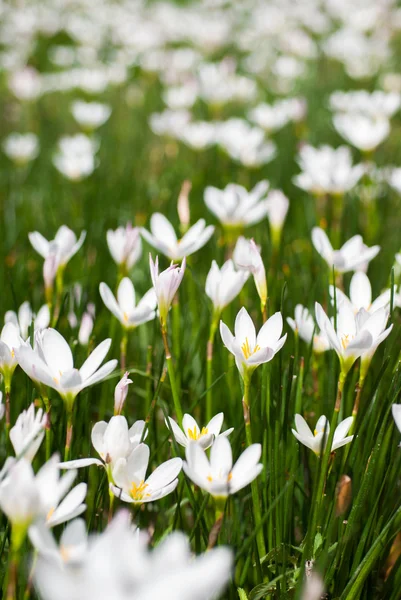 Rain lily garden fading into the background — Stock Photo, Image