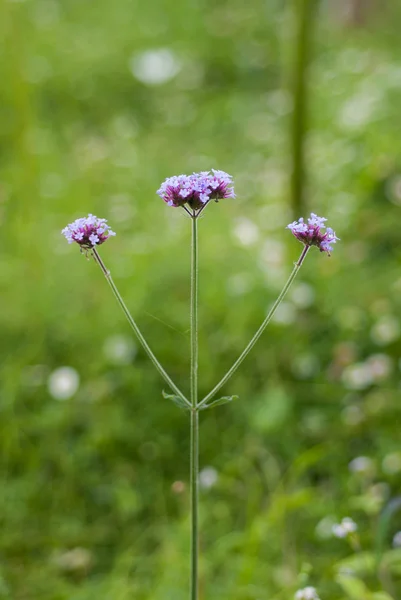 Вербена Бонарікс квіткова голова в мілкому фокусі — стокове фото