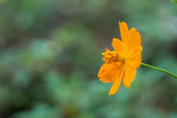 Closeup yellow Cosmos flower — Stock Photo, Image