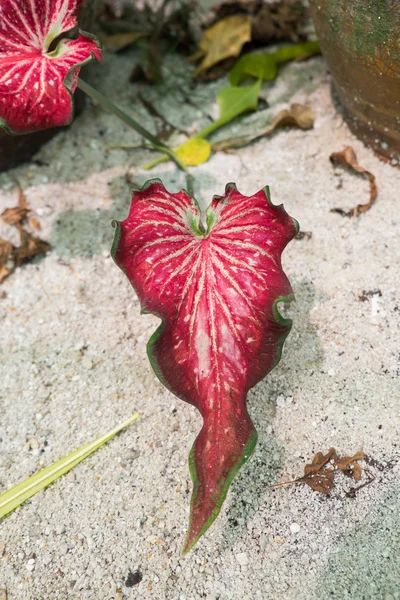 Folhas de Colocasia esculenta — Fotografia de Stock