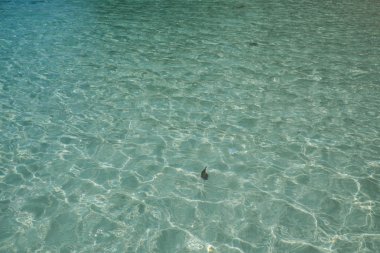 Yeşil Kristal berraklığında su okyanusun