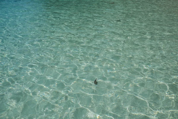 Zelená křišťálově čisté vody oceánu — Stock fotografie