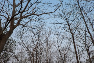 sabah kuru ağaç dalları 