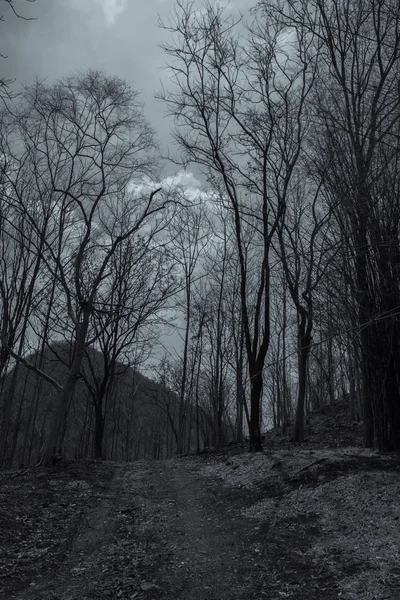 Kuru ağaç dalları