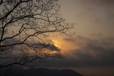 sabah kuru ağaç dalları 