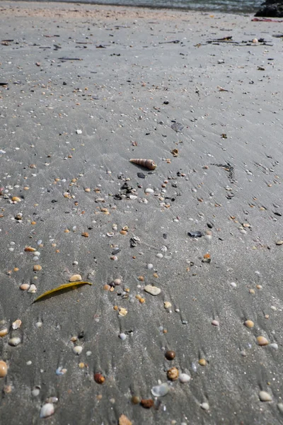 Conchas en la playa de arena —  Fotos de Stock