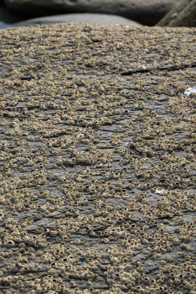 Fondo de piedra o roca en la playa — Foto de Stock