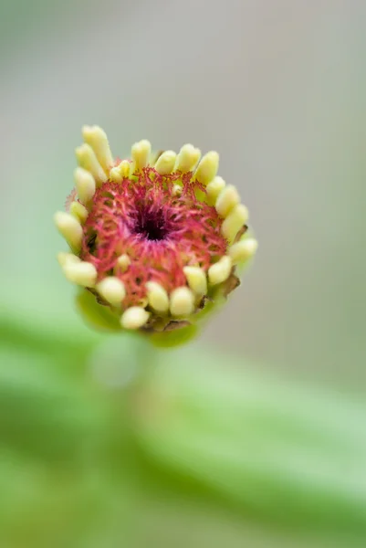 Zinnia bloem — Stockfoto