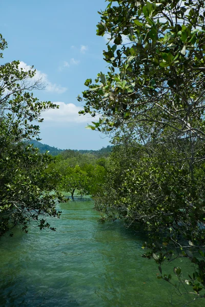 Mangrovové stromy podél tyrkysově zelené vody v proudu — Stock fotografie