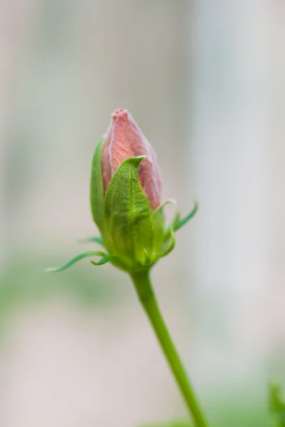 Mooie gele hibiscus — Stockfoto