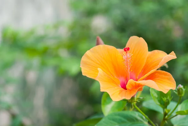 Beautiful yellow Hibiscus — Stock Photo, Image