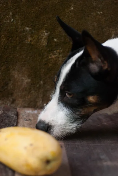 Φρούτα μάνγκο σε ξύλινα με το σκυλί — Φωτογραφία Αρχείου