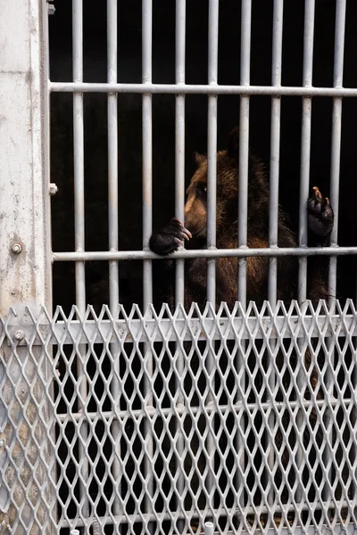 Urso em uma jaula — Fotografia de Stock