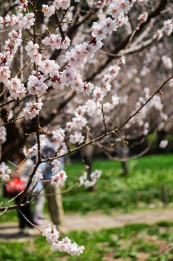 Sakura kiraz çiçeği