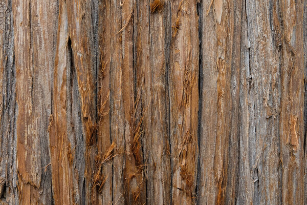 Tree bark texture