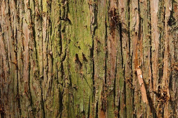 Träd bark struktur — Stockfoto