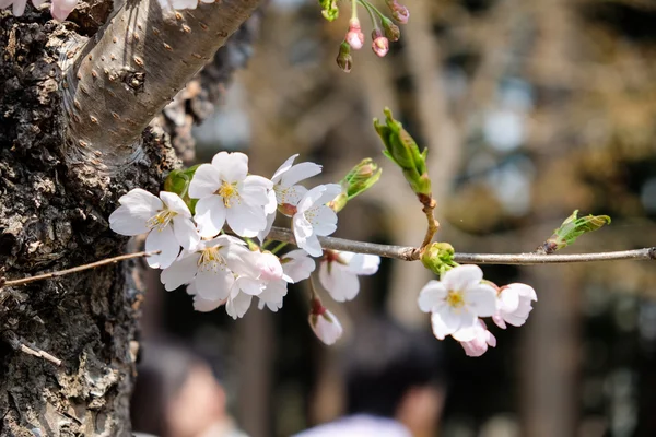 Sakura Cherry Blossom — Stock Photo, Image