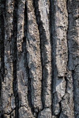 Ağaç kabuğu dokusu