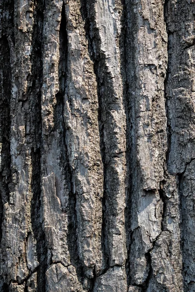 Träd bark struktur — Stockfoto