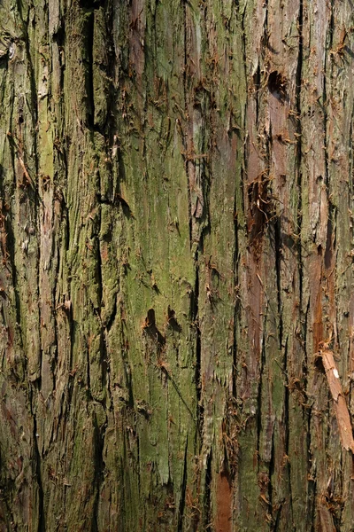 Träd bark struktur — Stockfoto