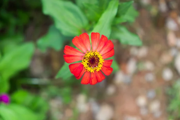Zinnia flower (Zinnia violacea Cav.) — Stock Photo, Image