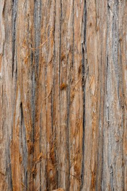 Ağaç kabuğu dokusu