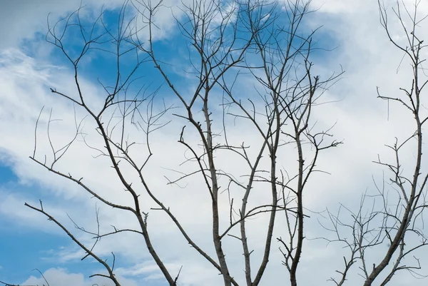 Dode bomen en droog. — Stockfoto