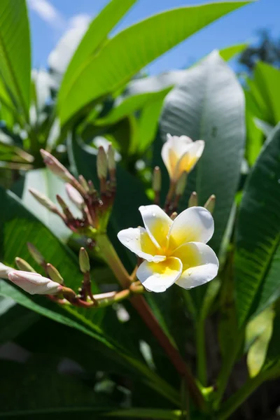 Weiß gefiederte Blüten — Stockfoto