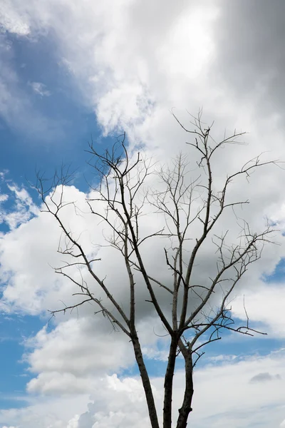 Dode bomen en droog. — Stockfoto