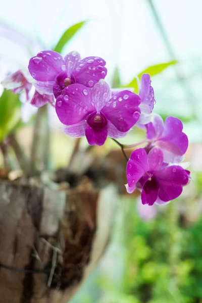 Purple orchid — Stock Photo, Image