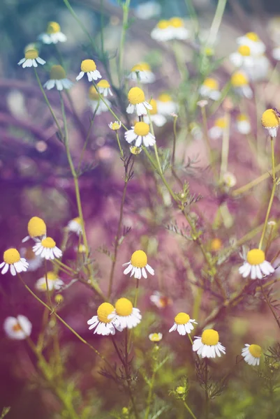 Field of white chamomile flowers. — Stock Photo, Image