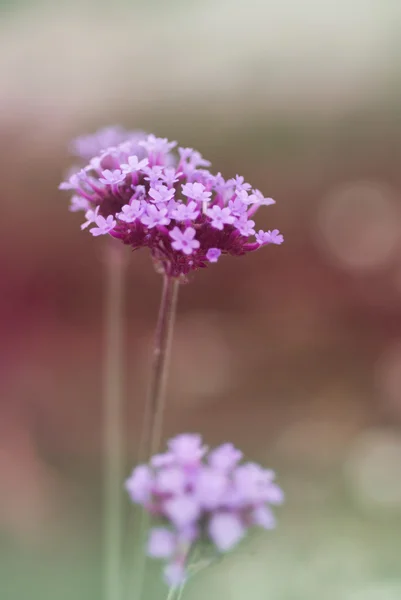 Verbena bonariensis flowerhead in shallow focus — Stock Photo, Image