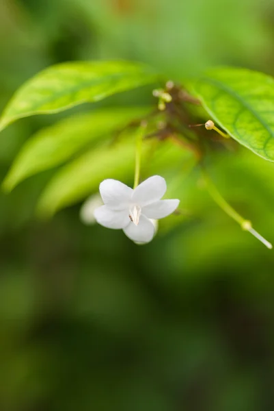 White flowers are fragrant (Wrightia religiosa Benth.). — Stock Photo, Image