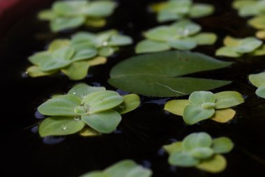 Duckweed su damlası ile doğal