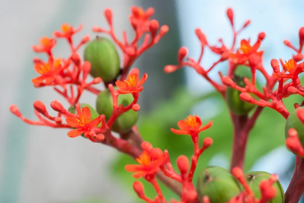 Buda göbek bitki (Jatropha podragrica)