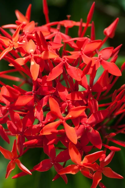 Ixoras, jolies petites fleurs rouges — Photo