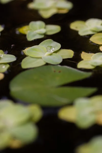 Duckweed natural con gota de agua — Foto de Stock