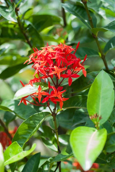 Ixoras, jolies petites fleurs rouges — Photo