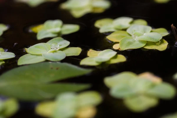 Andmat naturligt med bevattna tappar — Stockfoto