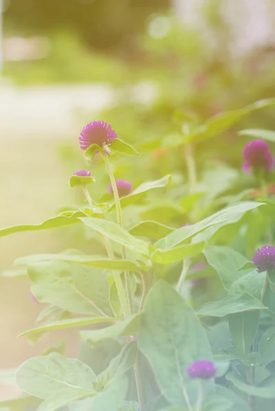 Globe amaranth or Gomphrena globosa flower — Stock Photo, Image