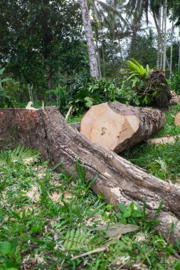 Ölü ağaçlar. Ağaçlar kesilmiş.